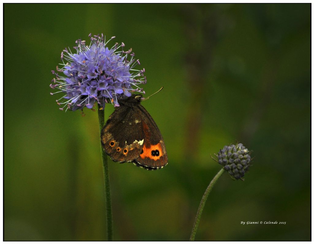 Una conferma Erebia ligea? S